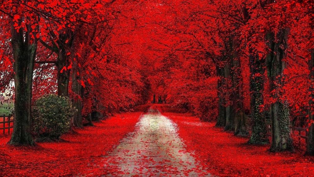 Crimson Canopy Autumn Pathway wallpaper