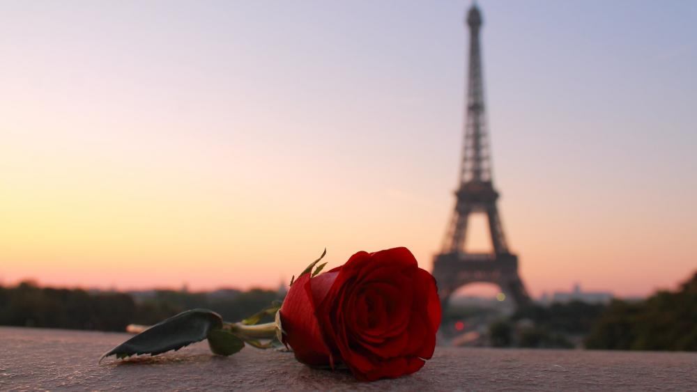Red rose and Eiffel Tower wallpaper