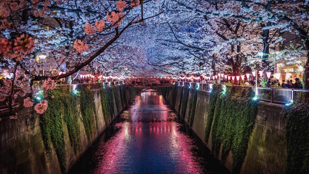 Meguro River at sakura blossom wallpaper