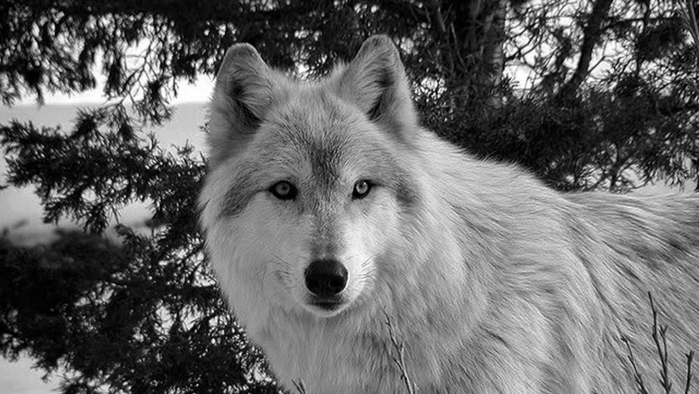 White wolf monochrome photography wallpaper