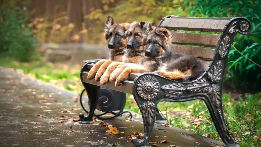 German Shepherd puppies wallpaper