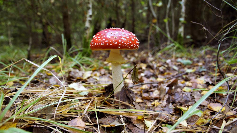 Fly agaric wallpaper