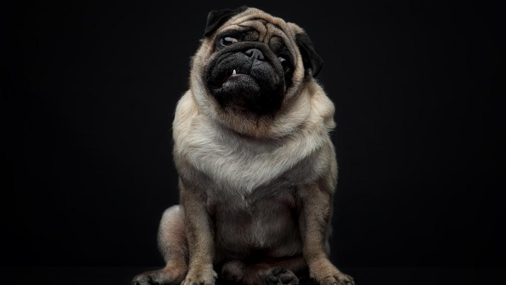 Charming Pug in a Dark Setting wallpaper