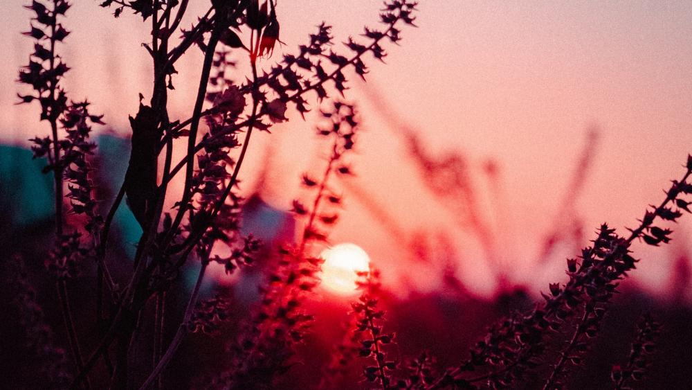 Sunset Glow Through Whispering Grasses wallpaper