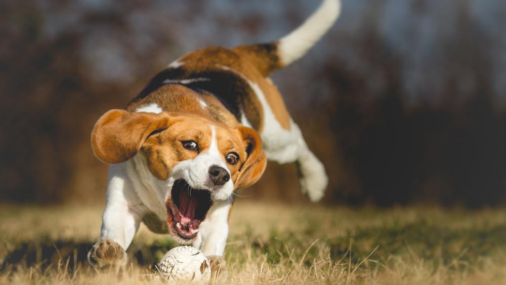 Beagle plays with a ball wallpaper