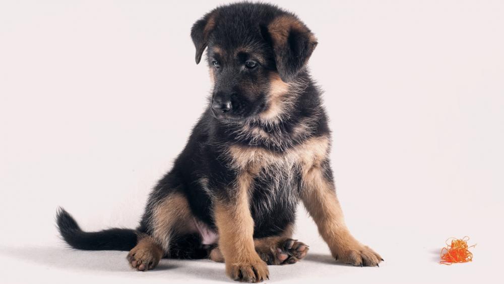 German Shepherd puppy wallpaper