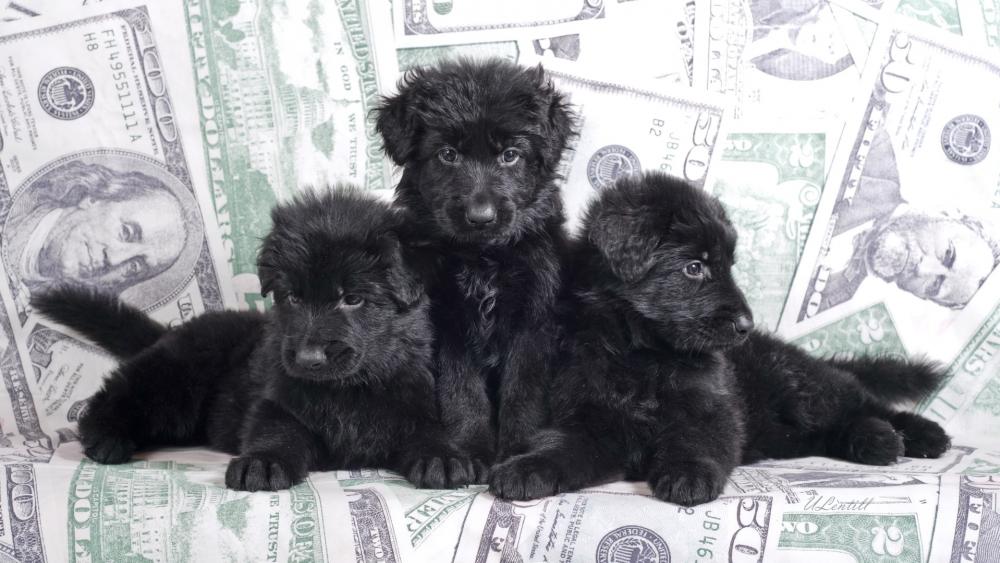 Black puppies wallpaper