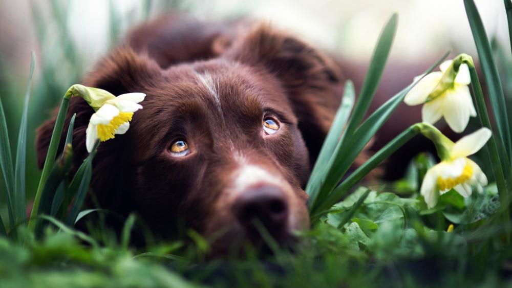Dog with daffodils wallpaper