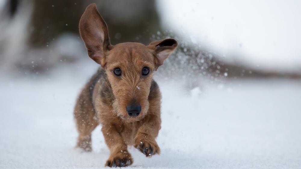 Wire-haired dachshund in the snow wallpaper