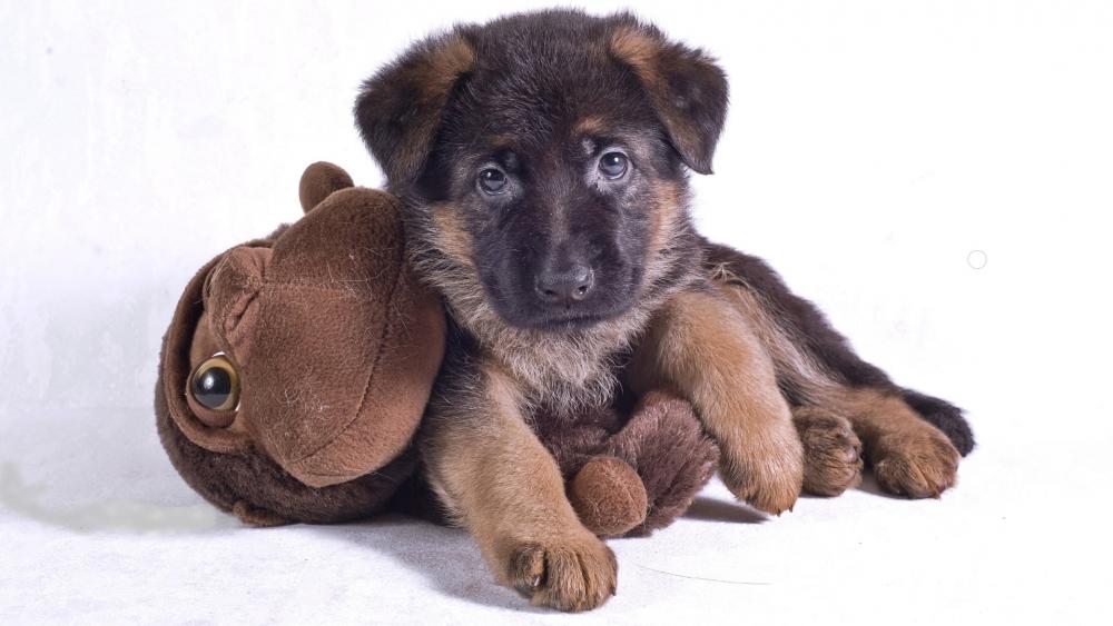 German Shepherd puppy with a stuffed monkey wallpaper