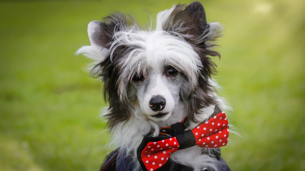 Chinese Crested Dog wallpaper