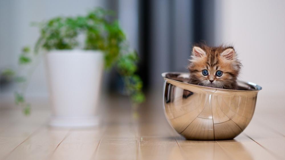 A kitten in a bowl... wallpaper