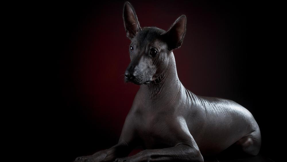 Mexican hairless dog wallpaper
