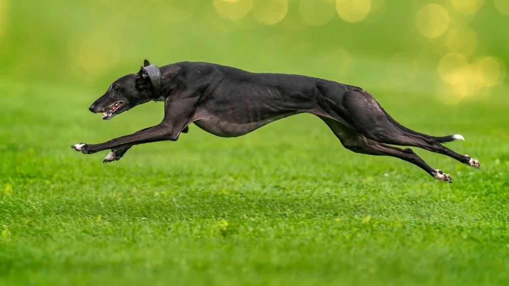 Running Greyhound wallpaper