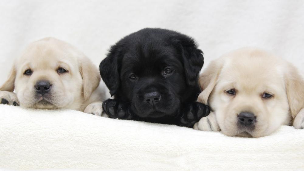 Black puppy with white puppies wallpaper