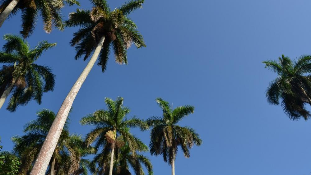 Palms with blue sky low angle shot wallpaper