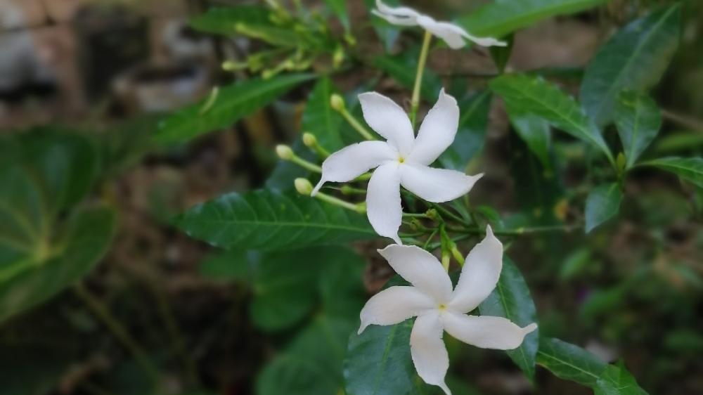 White color flower wallpaper