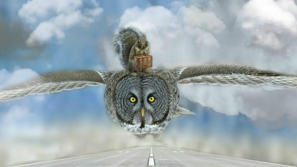 Squirrel travels on an owl wallpaper