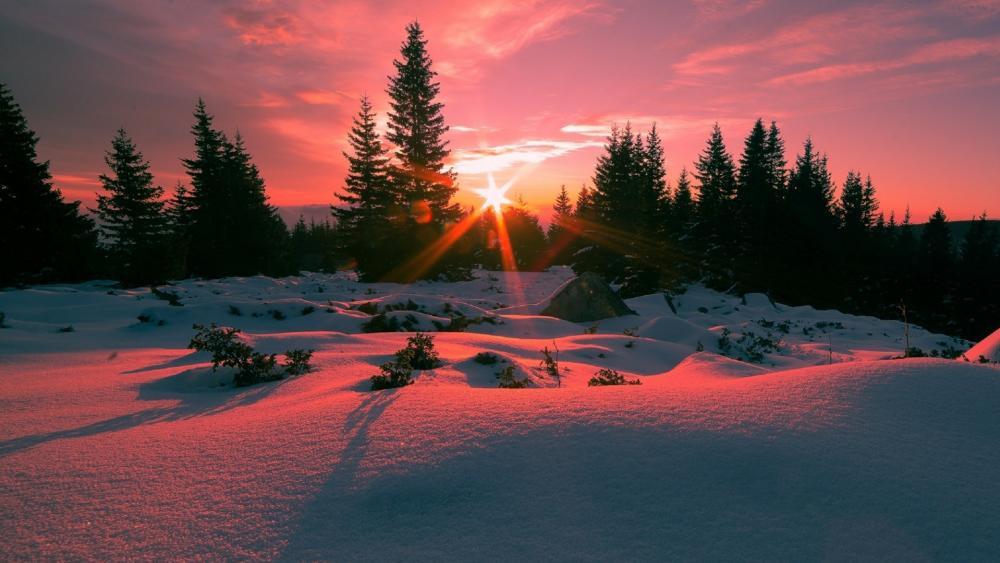 Blushing Winter Sunset Among Snowy Pines wallpaper