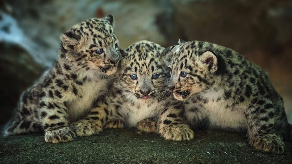 Snow leopard babies wallpaper