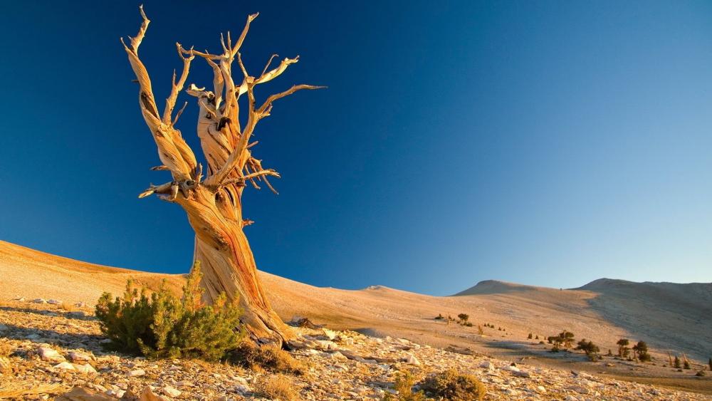 Withered tree in the Namib Desert wallpaper