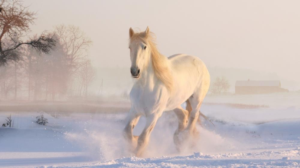 White horse in the snow wallpaper