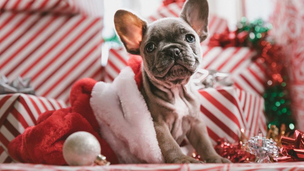 French bulldog puppy with Christmas gifts wallpaper