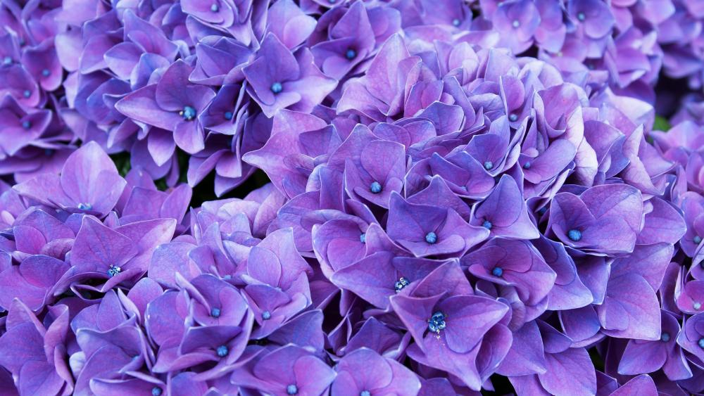 Purple Hydrangea wallpaper