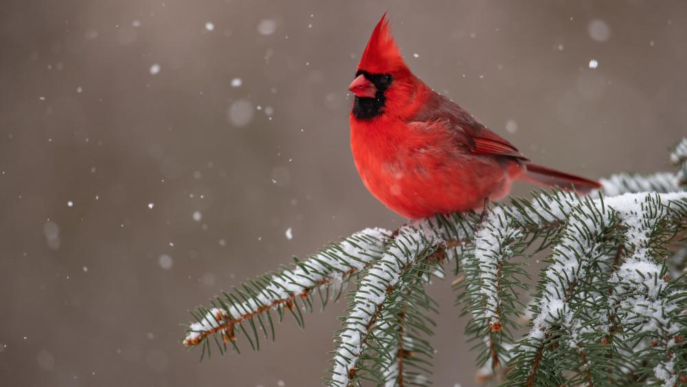 Northern cardinal in the snowfall wallpaper