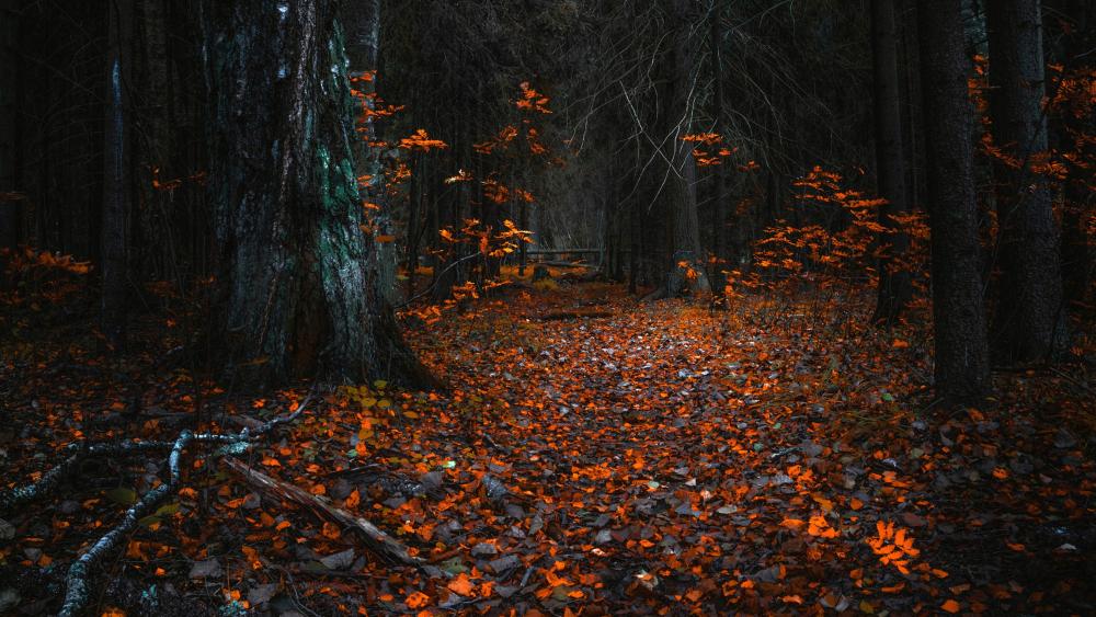 Mystical Autumn Forest Glow wallpaper