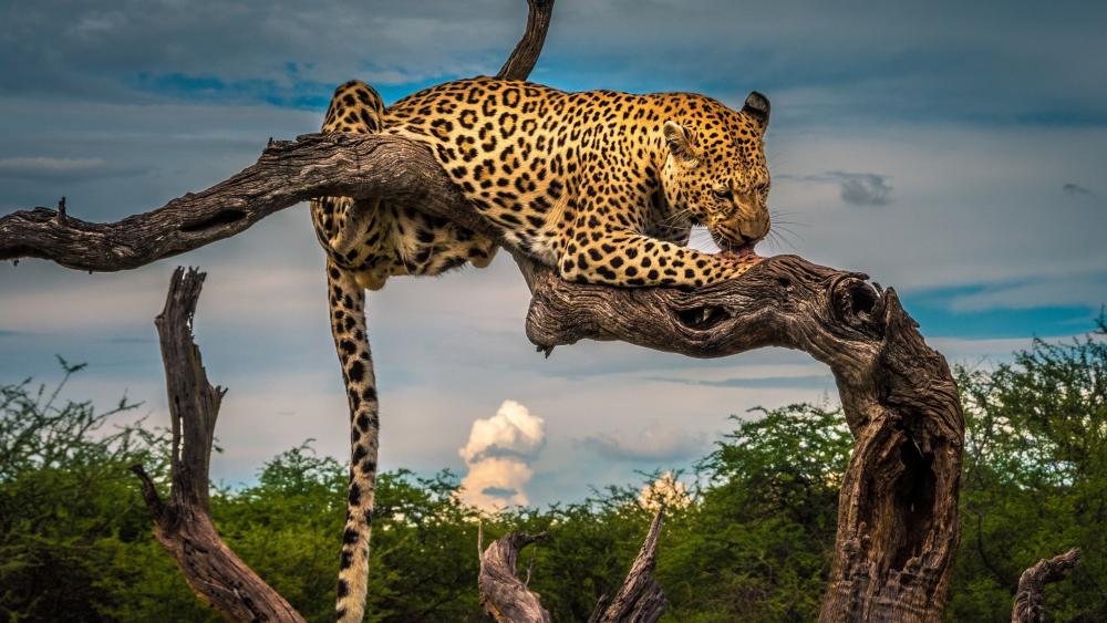 Majestic Leopard Perched on a Tree wallpaper