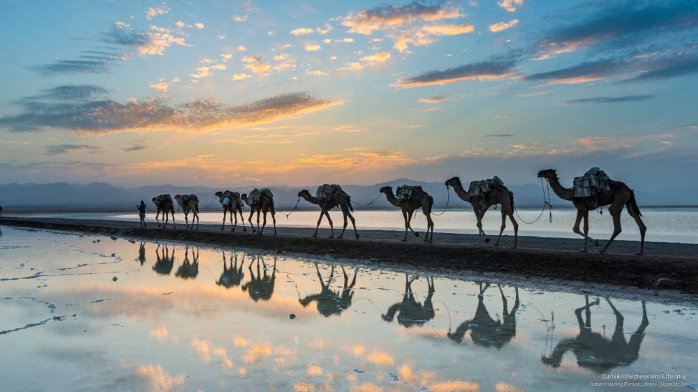Camel caravan reflection (Danakil Depression, Ethiopia) wallpaper