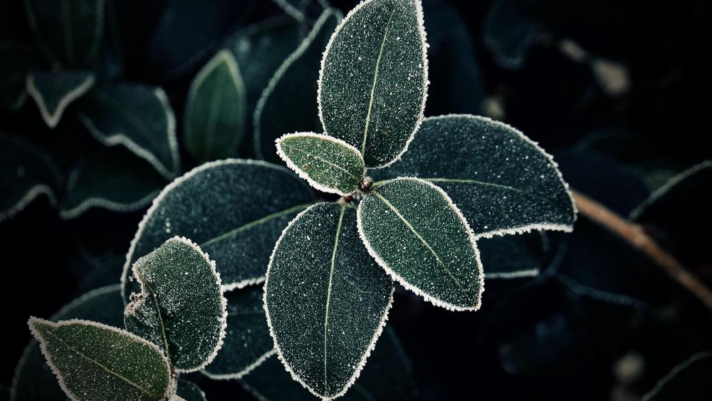 Frost Leaves wallpaper