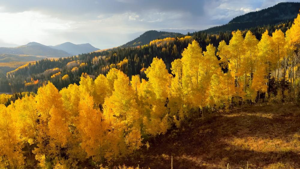 Golden Autumn Landscape Awash in Warmth wallpaper