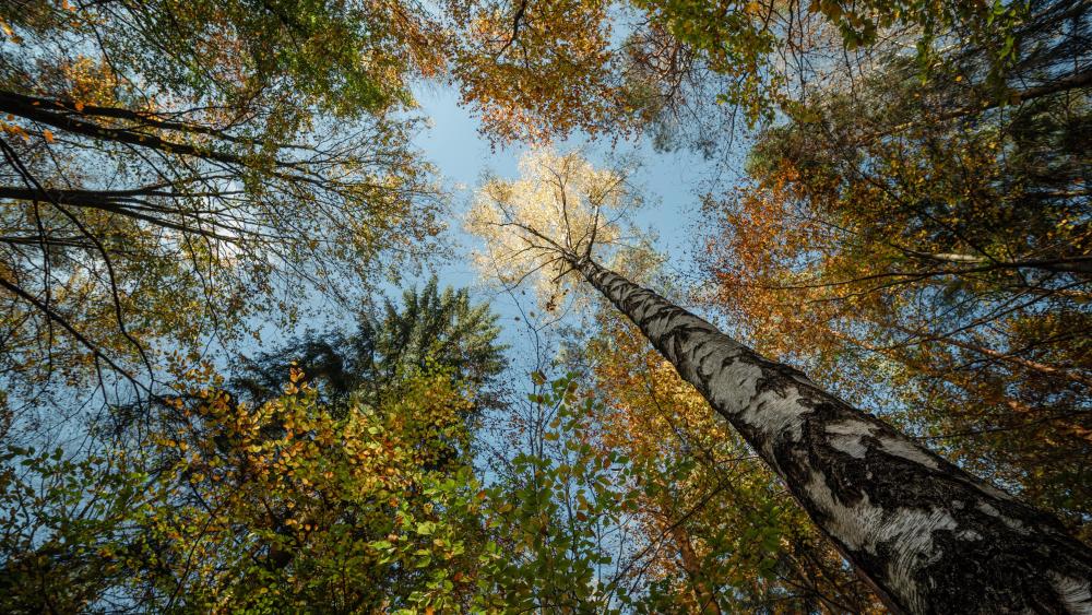 Autumn forest upward view wallpaper