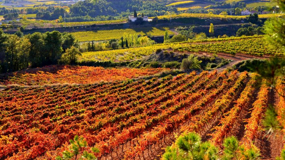 Autumn Vineyard in Full Colorful Bloom wallpaper