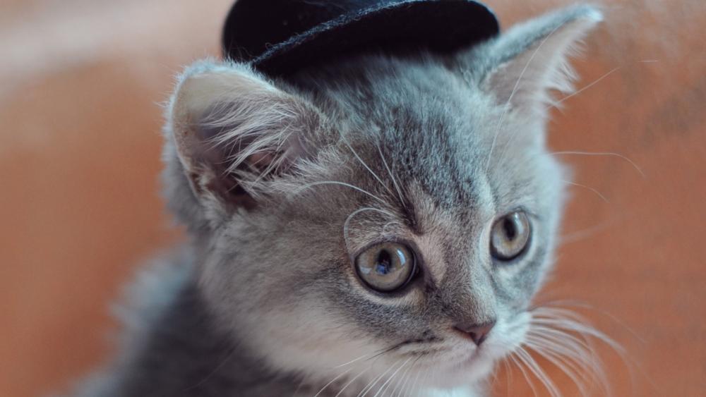 Cat in hat wallpaper