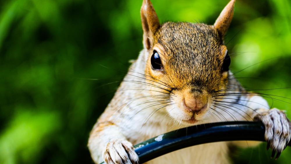 A squirrel on the wheel wallpaper