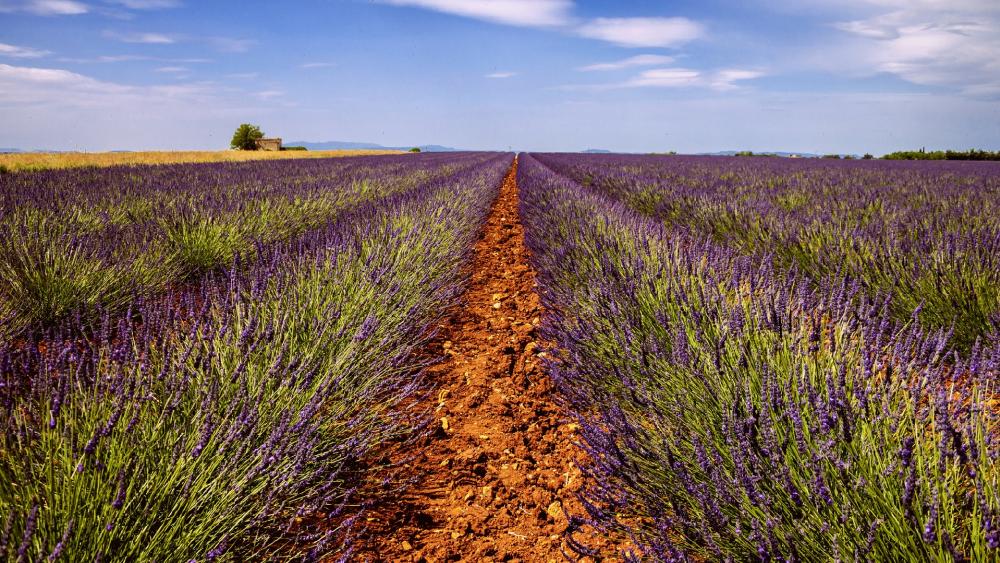 Valensole plateau lavender farm wallpaper