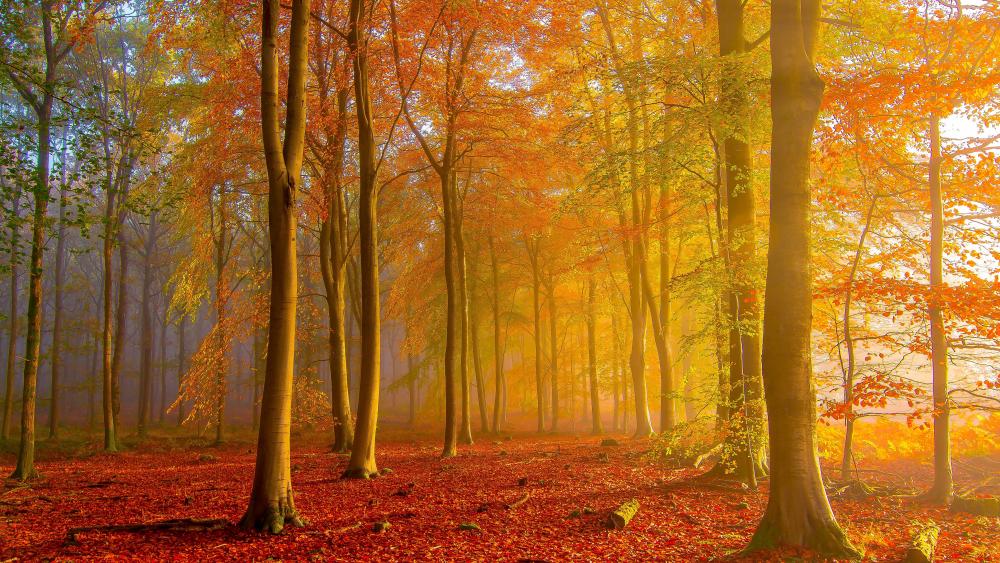 Trees with colorful leaves in forest during sunrise wallpaper