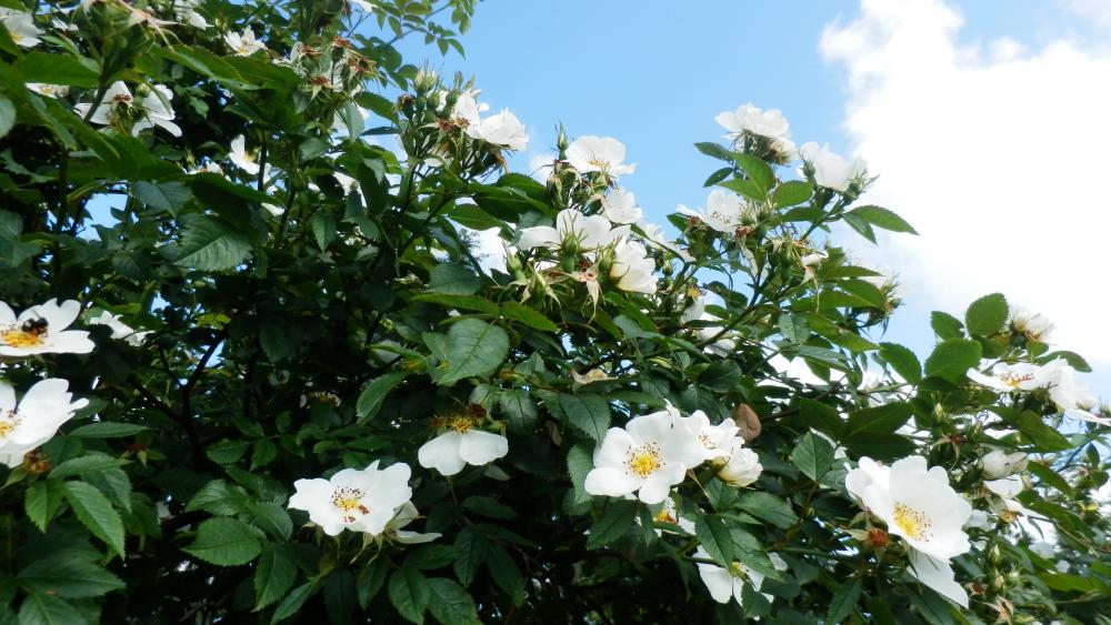 Sky and roses wallpaper