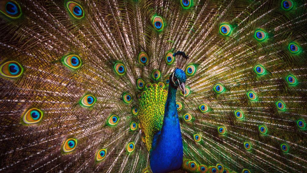 Colorful Peacock wallpaper