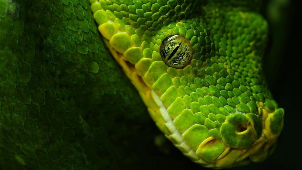Green snake eye wallpaper
