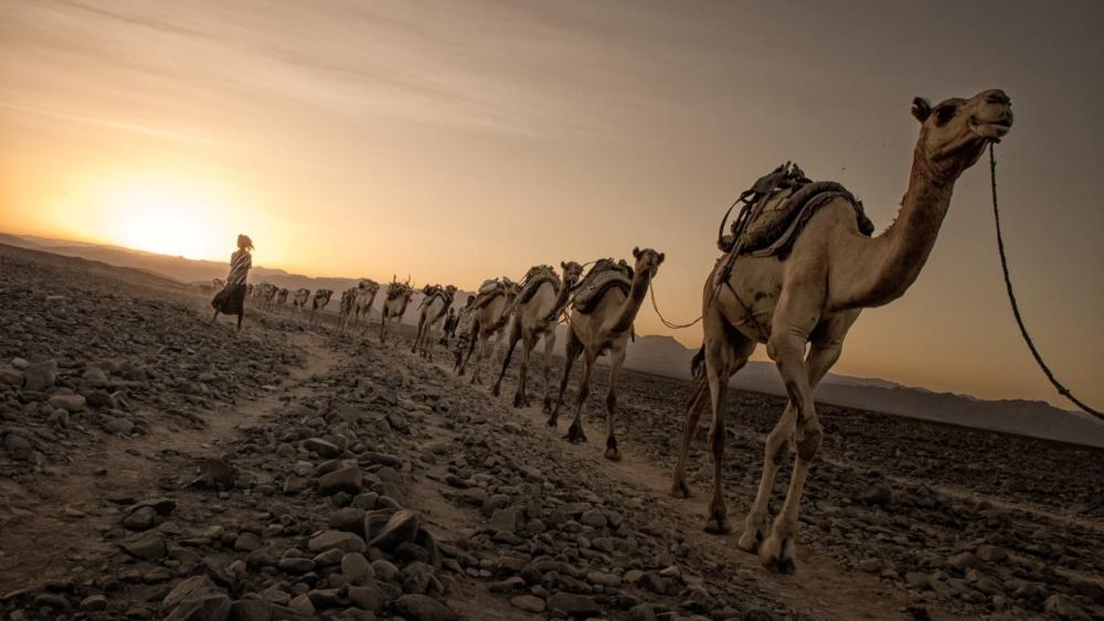 Camels walking on dirt road wallpaper