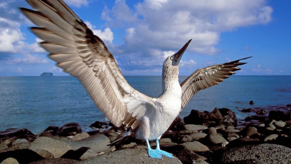 Blue-footed booby wallpaper