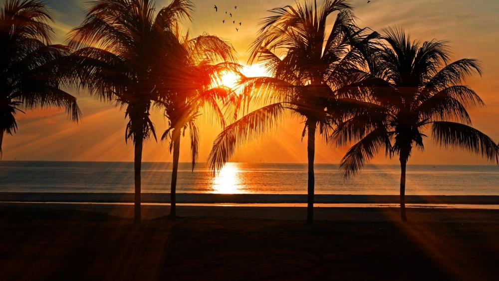 Silhouette Of Palm Trees During Golden Hour wallpaper
