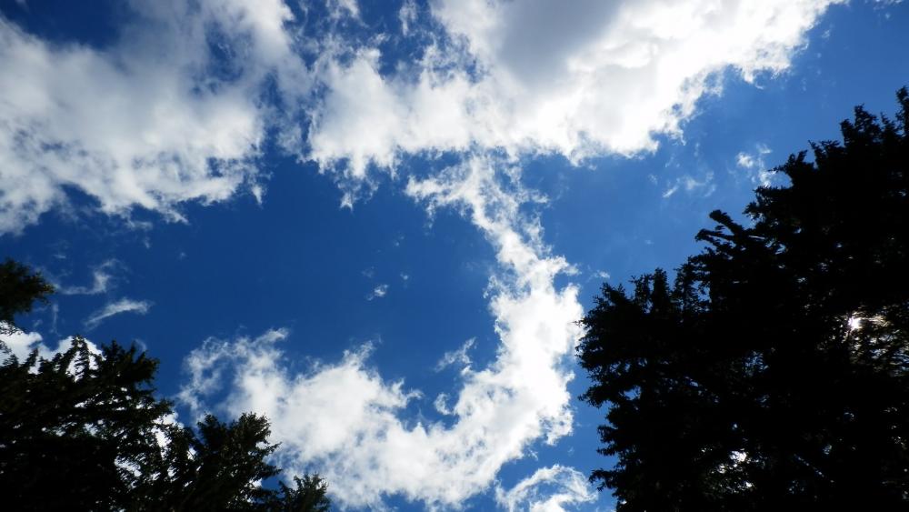 Photo of the sky with treetops wallpaper