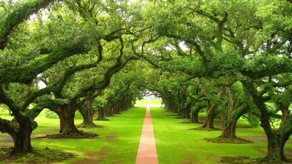 Majestic Tree-Lined Pathway in Verdant Park wallpaper