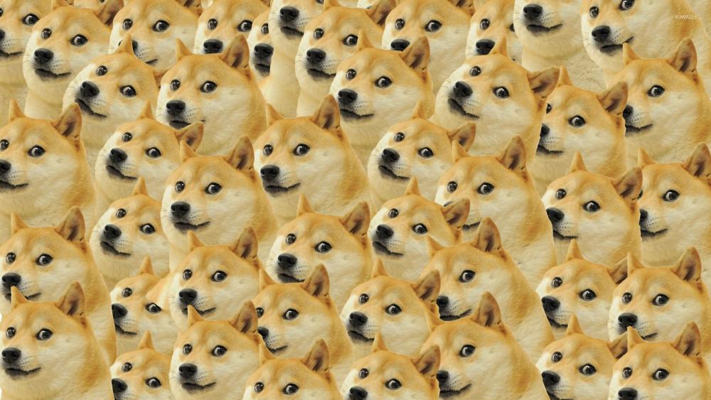 Dog meme wallpaper