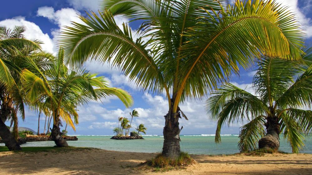 Coconut Tree On Beach wallpaper